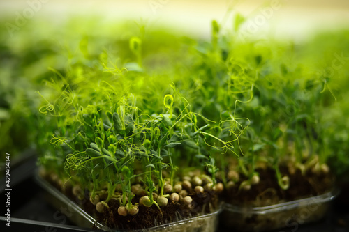 selective focus. pea microgreens in container. Sprouting Microgreens. Seed Germination at home. Vegan and healthy eating concept. Sprouted pea Seeds, Micro greens. Growing sprouts.