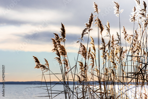 Fototapeta Naklejka Na Ścianę i Meble -  Reeds in the sunlight in winter at the lake Balaton.