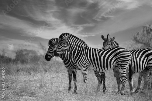 B W Zebras and and African Sky