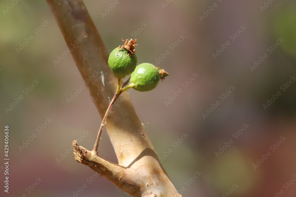 guava fruit guava fruit