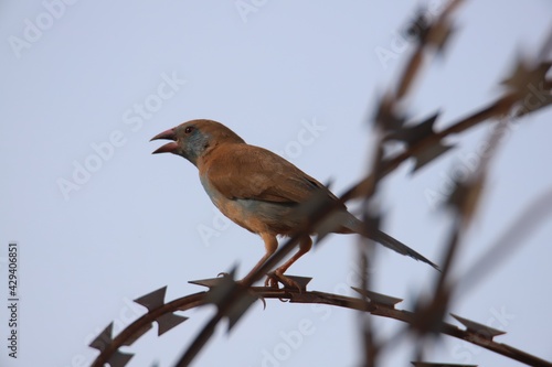 tropical bird on barbed wire