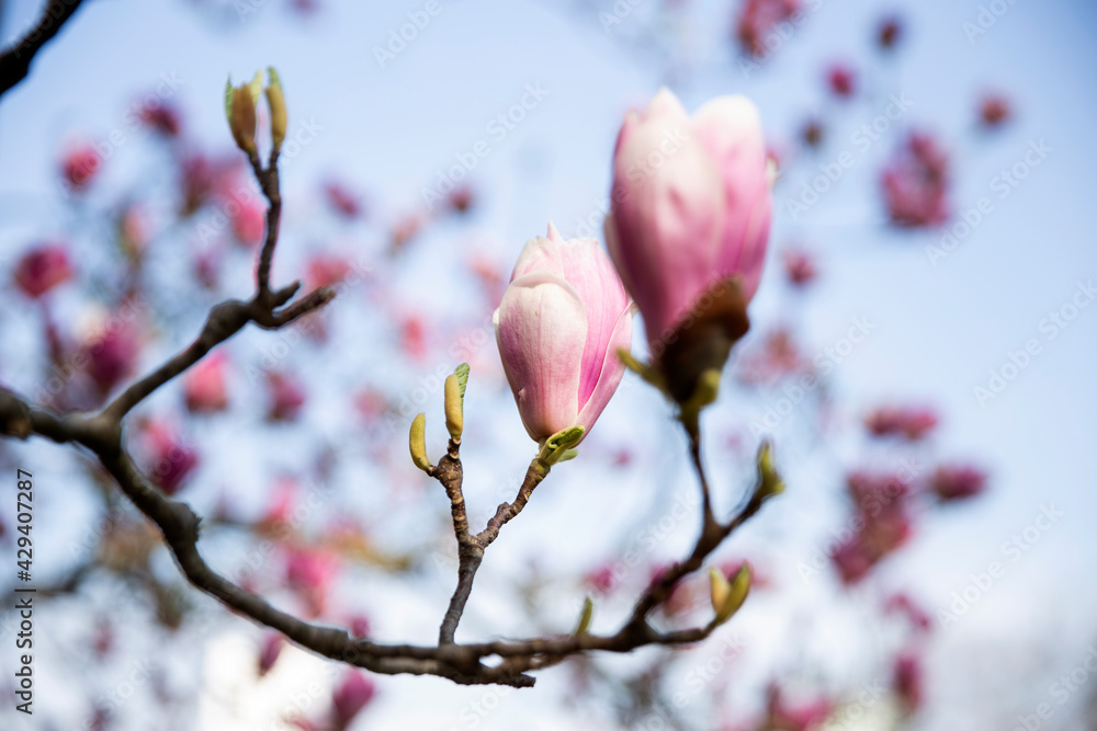Nature background with magnolia. Beautiful bloomed cherry tree. Natural pink background, spring atmosphere. 