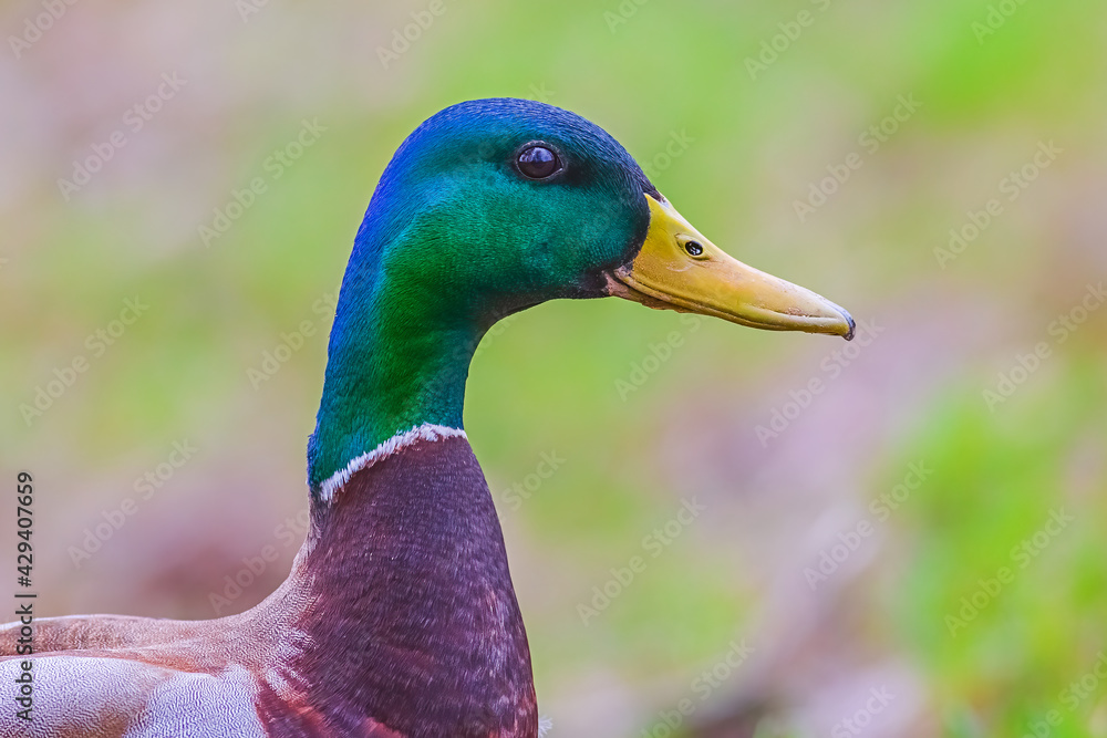 Bird portrait of a breeding male mallard
