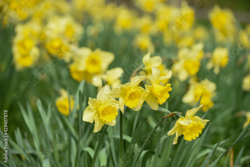 Daffodil flowers growing in a countryside field