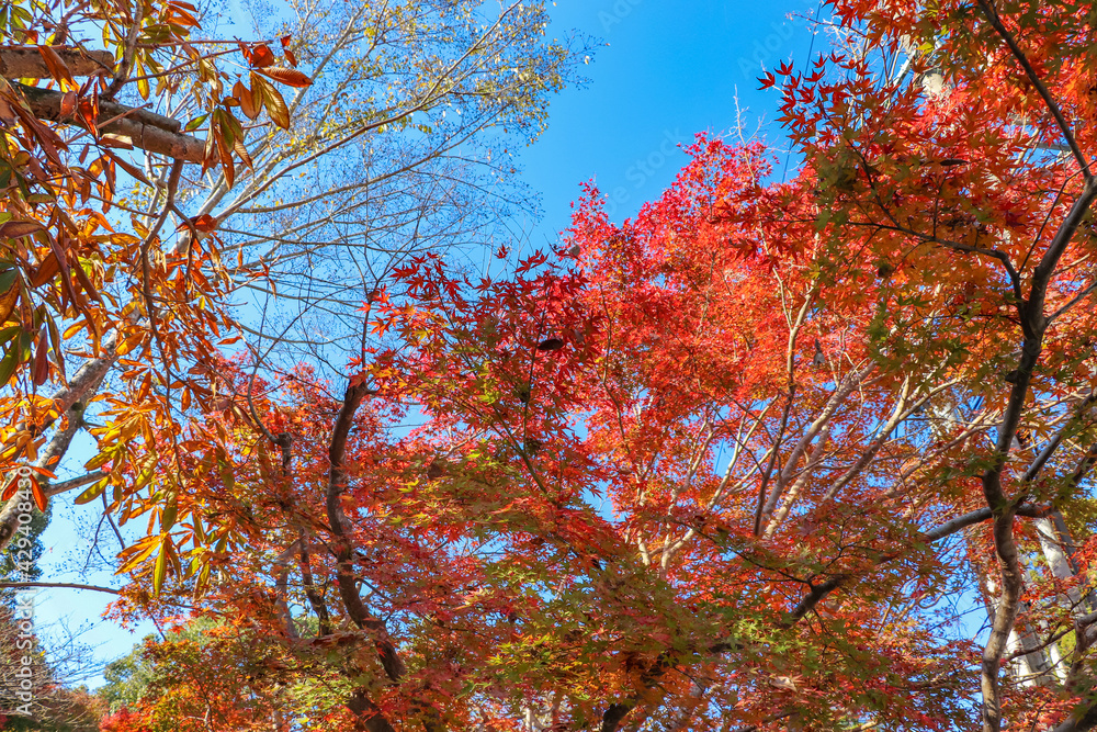 秋の青空と色鮮やかな紅葉