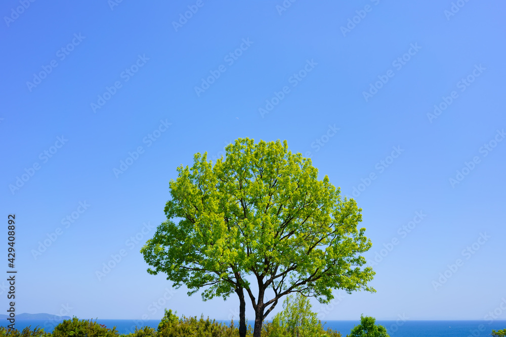 新緑の木 青空と海の背景 新緑の木 青空と海の背景