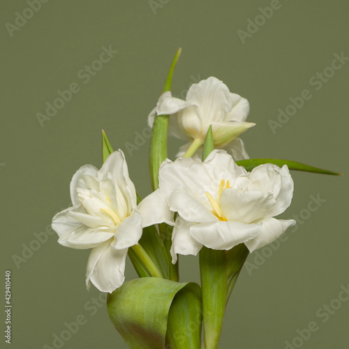 Beautiful white tulip flowers on green card background