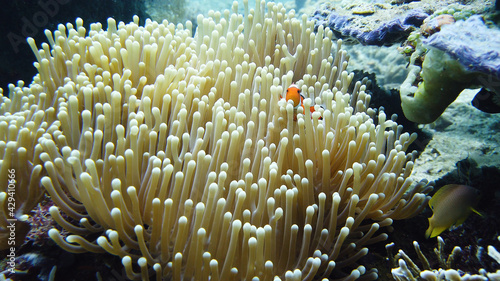 A Clown Anemonefish sheltering among the tentacles of its sea anemone. Underwater world with corals and tropical fishes