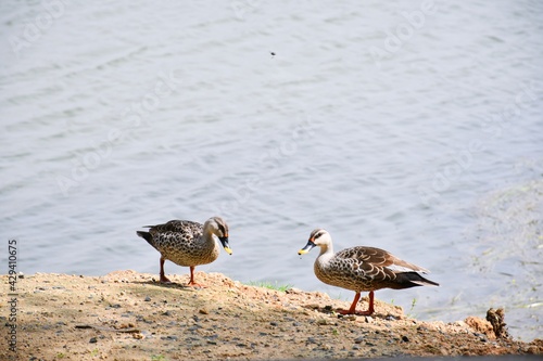 Mallard Duck is walking along the side of the pond with his partner