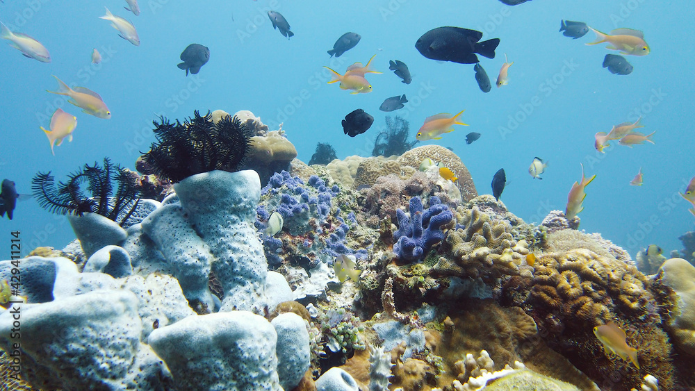 Obraz premium Underwater Scene Coral Reef. Tropical underwater sea fishes. Leyte, Philippines.