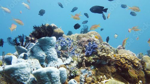 Underwater Scene Coral Reef. Tropical underwater sea fishes. Leyte, Philippines.