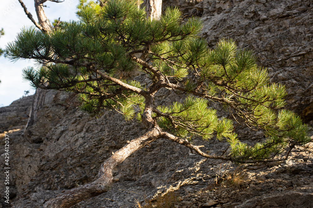 The pine tree grows on a mountain slope The pine tree grows on a mountain slope