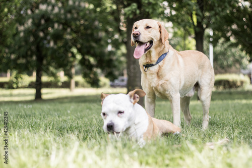 Happy dog friends playing in the park 