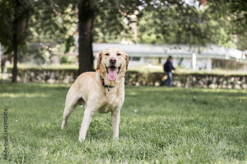 Fototapeta Naklejka Na Ścianę i Meble -  Smiling labrador dog in the city park 