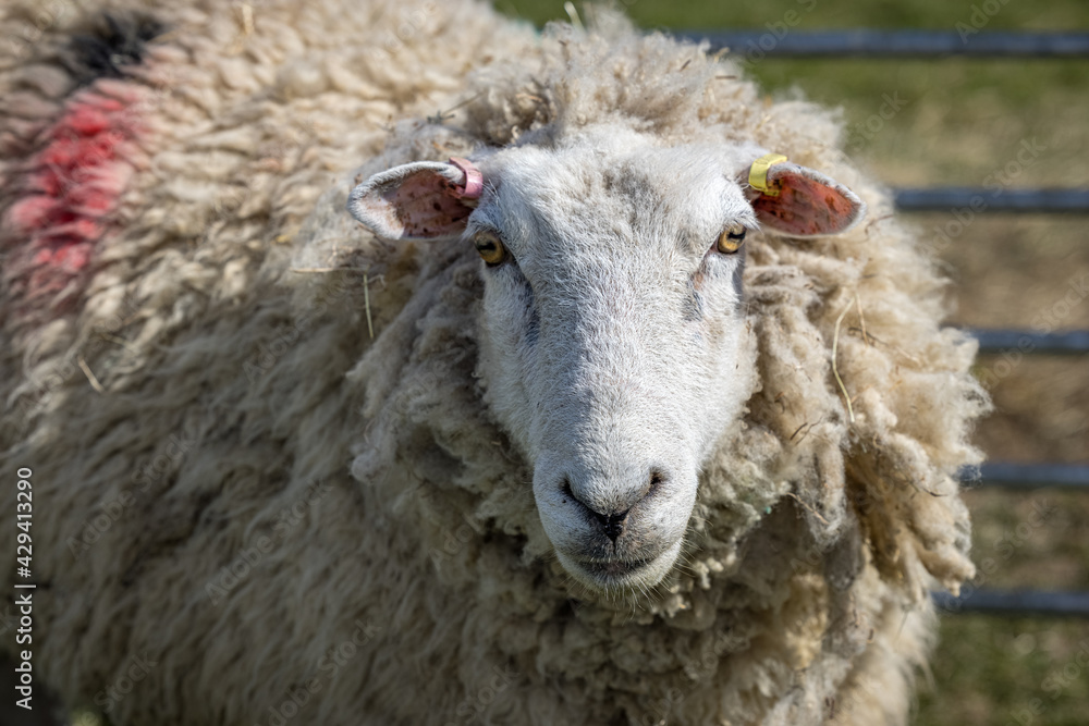 Romney sheep, East Sussex, England Romney sheep, East Sussex, England