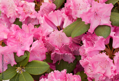 pink flowers of rhododendron 