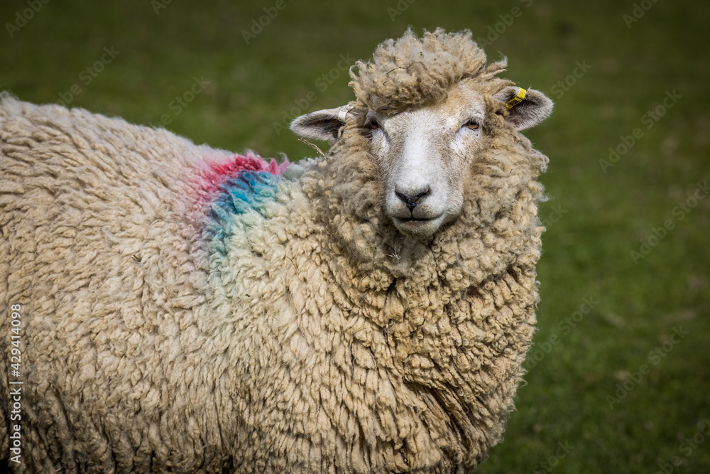 Obraz premium Romney sheep, East Sussex, England