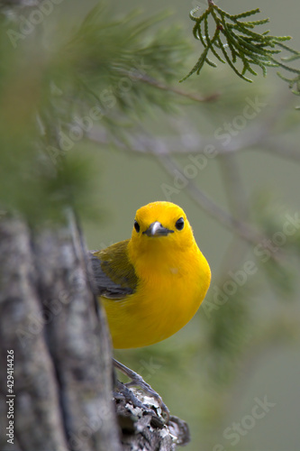 prothonotary warbler