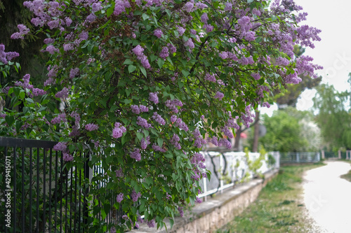 Fototapeta Naklejka Na Ścianę i Meble -  Blooming lilac branches, syringa vulgaris