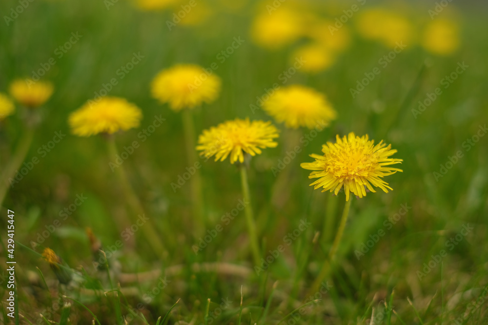 Close up of dandelion outdoors. Close up of dandelion outdoors.