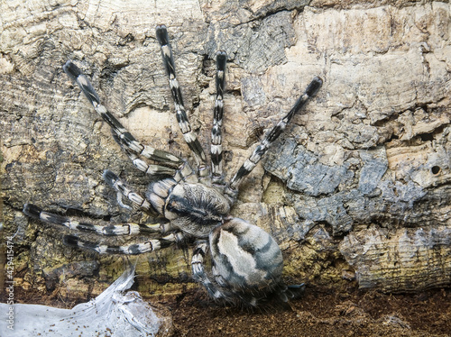 A bird-eating spider sits on an old tree and weaves a web