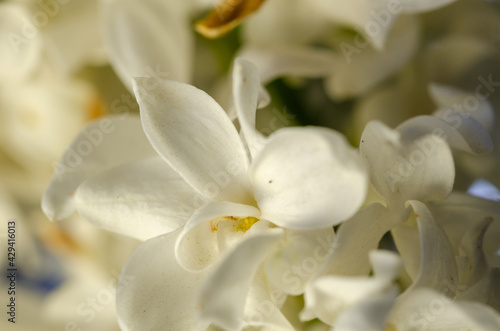 White lilac flower , close up