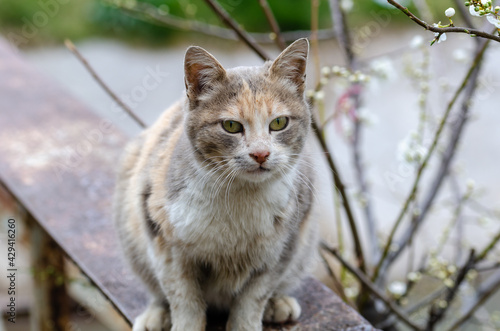 The cute cat is looking at the camera