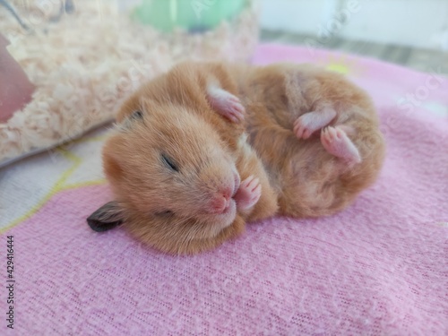 Syrian hamster sleeps on its side with protruding ear