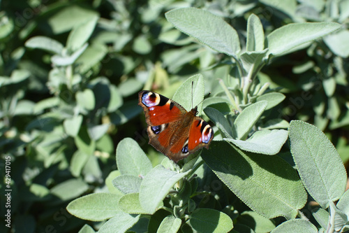 peacock butterfly on salvia leaves in garden with green background