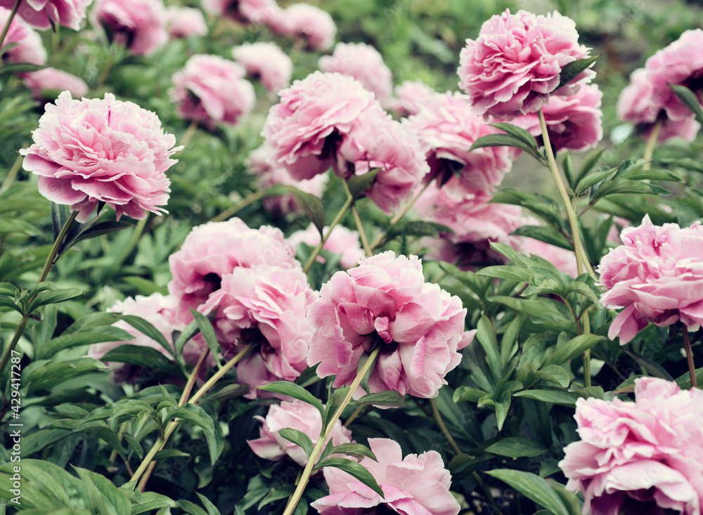 Pink peony flowers grow in the garden Pink peony flowers grow in the garden