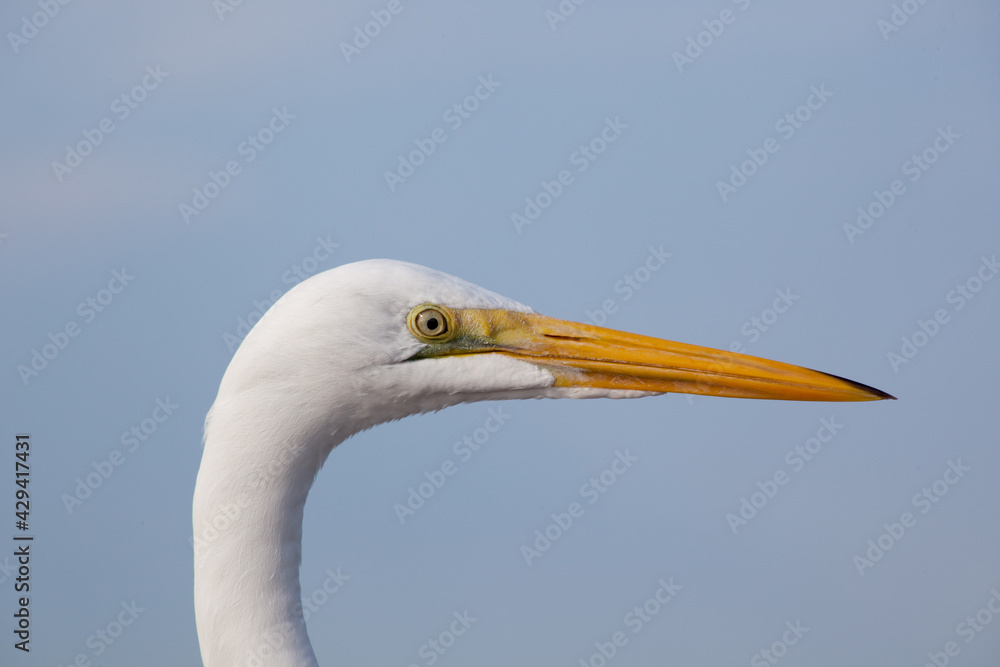 White Egret outdoors against the sky White Egret outdoors against the sky