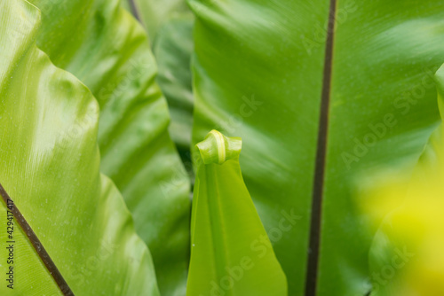Green leaves close up in nature