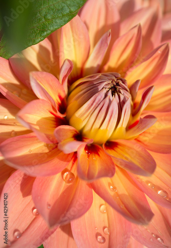 Orange dahlia flower close up in the garden