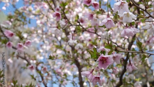 Wallpaper Mural Pink cherry blossoms gentle breeze spring dolly tilt Torontodigital.ca