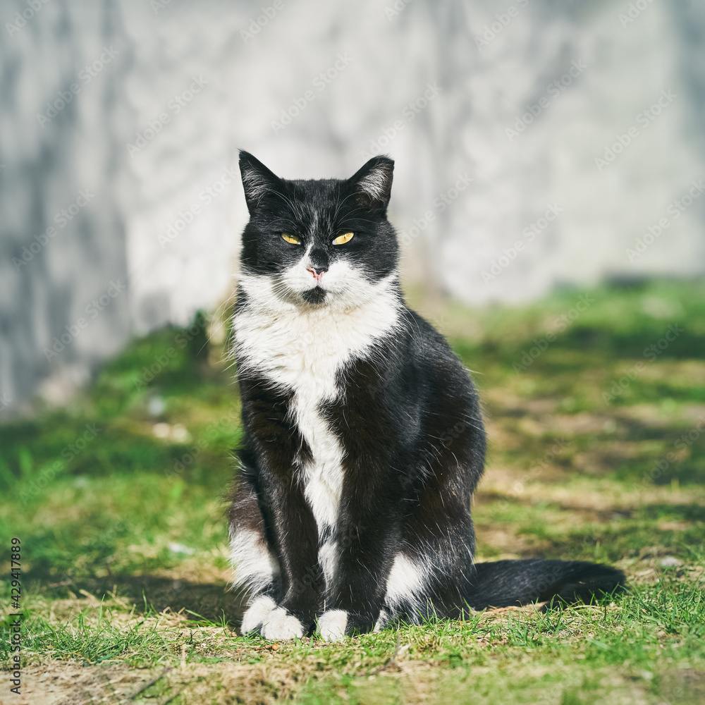 A beautiful domestic black cat sits in the green grass and looks to the camera A beautiful domestic black cat sits in the green grass and looks to the camera
