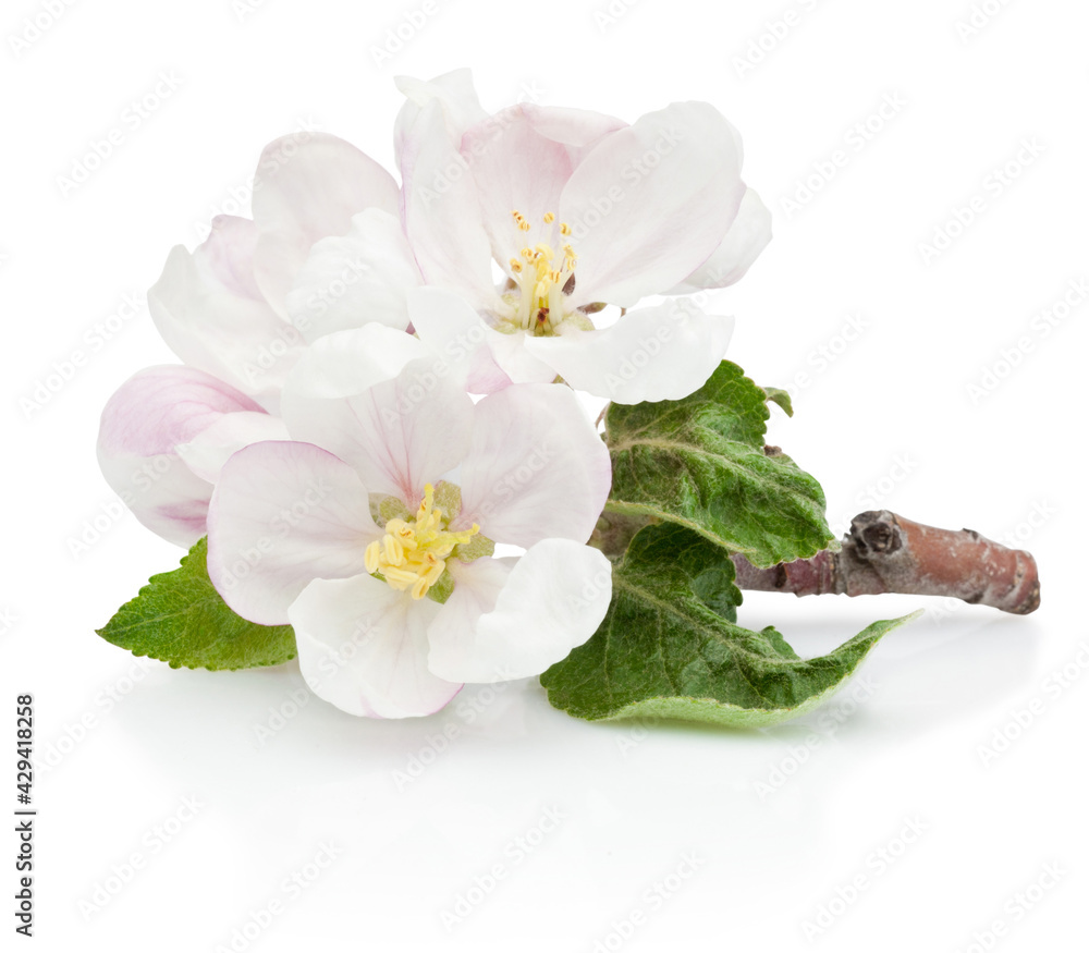 Spring flowers of apple fruit trees isolated on white background Spring flowers of apple fruit trees isolated on white background