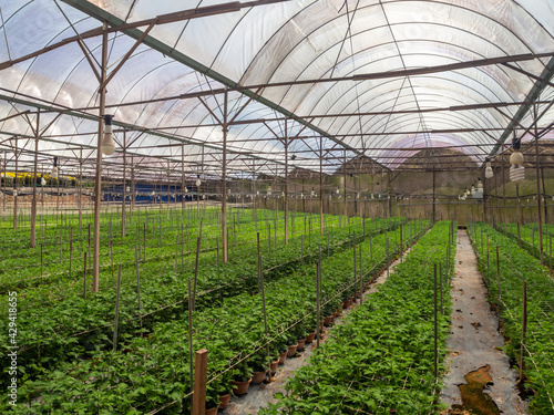 Strawberry vertical farm, bio and eco greengouse farming, Malaysia
