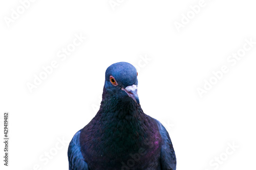pigeon Isolated on a white background