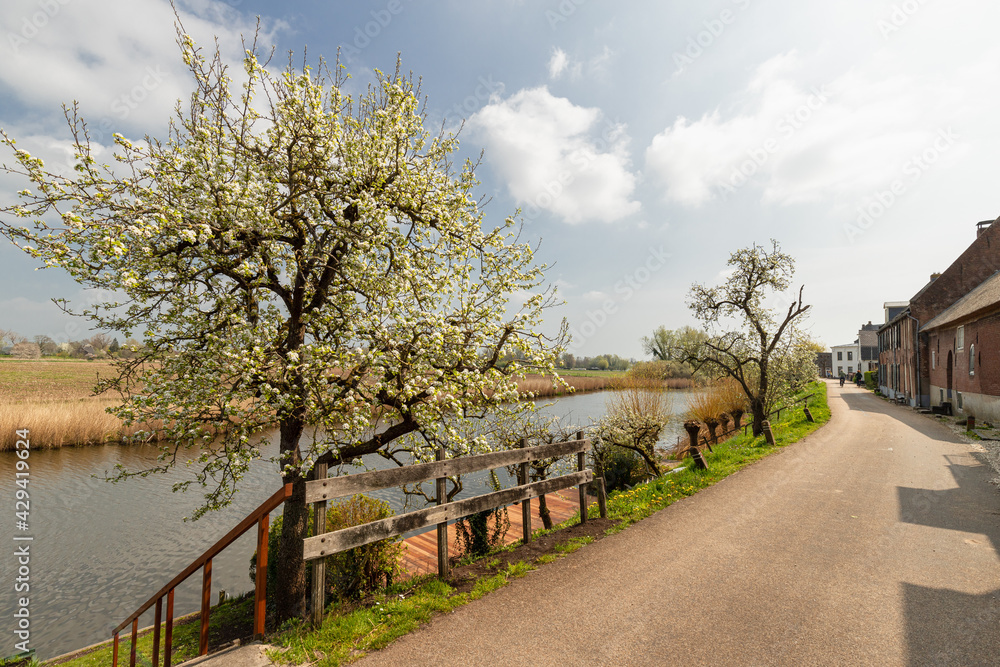 Flowering fruit trees along a narrow dike by the river Linge in the Betuwe.