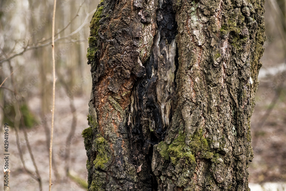 Tree trunks covered with green moss. Spring forest. Tree trunks covered with green moss. Spring forest.