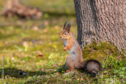 A red squirrel (Sciurus vulgaris) also called European red squirrel on the ground near the tree in a Tallinn city park Kadriorg. Selective focus. © Aimur