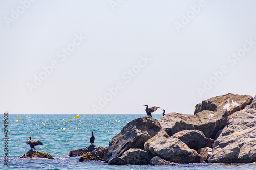 Seagulls sitting on the rocks during summer sunny day near Santa Susana, Spain