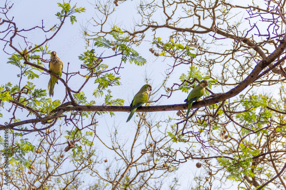 Parrots sitting on tree in Barcelona, Spain during summer sunny day. Parrots sitting on tree in Barcelona, Spain during summer sunny day.