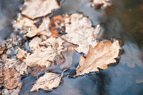 fallen oak leaves in a puddle. natural background.
