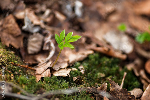 A green young sprout of new vitality in the forest. Moss and fallen leaves in the forest.