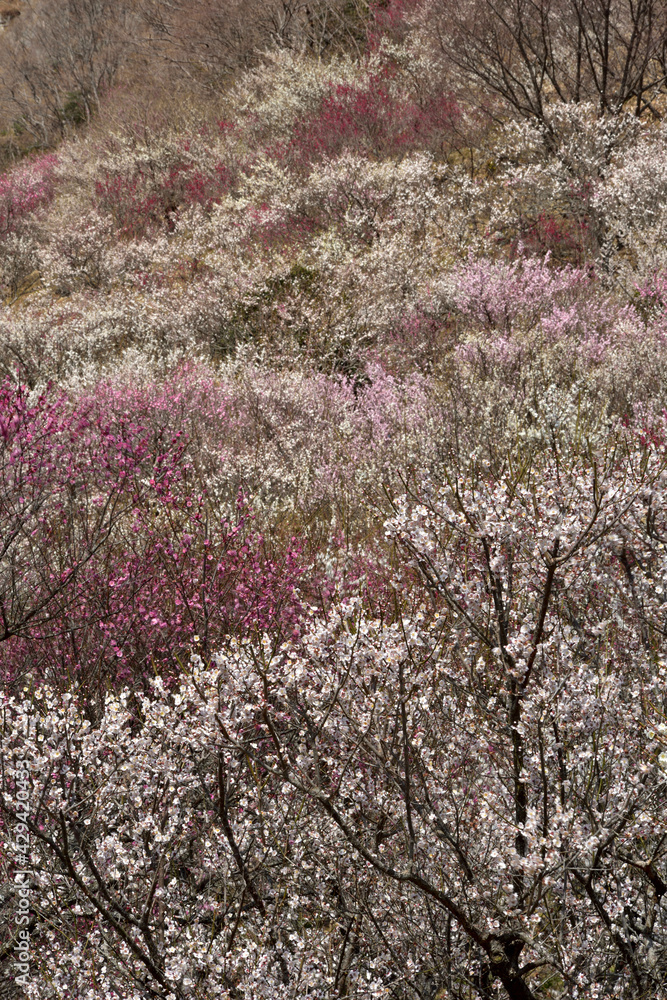 春の香り、梅咲きほこる湯河原梅林