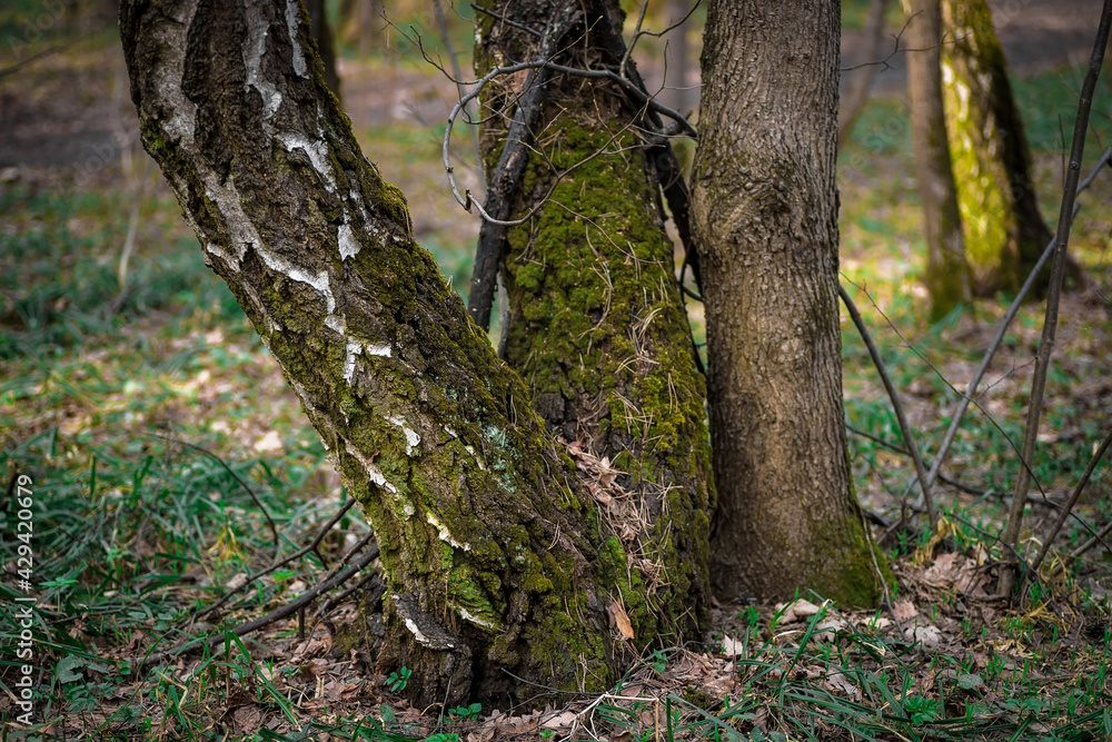 Tree trunks covered with green moss. Spring forest. Tree trunks covered with green moss. Spring forest.