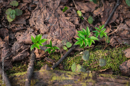 A green young sprout of new vitality in the forest. Moss and fallen leaves in the forest.