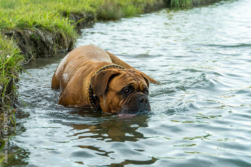 Big dog French Mastiff. Playing and swimming
