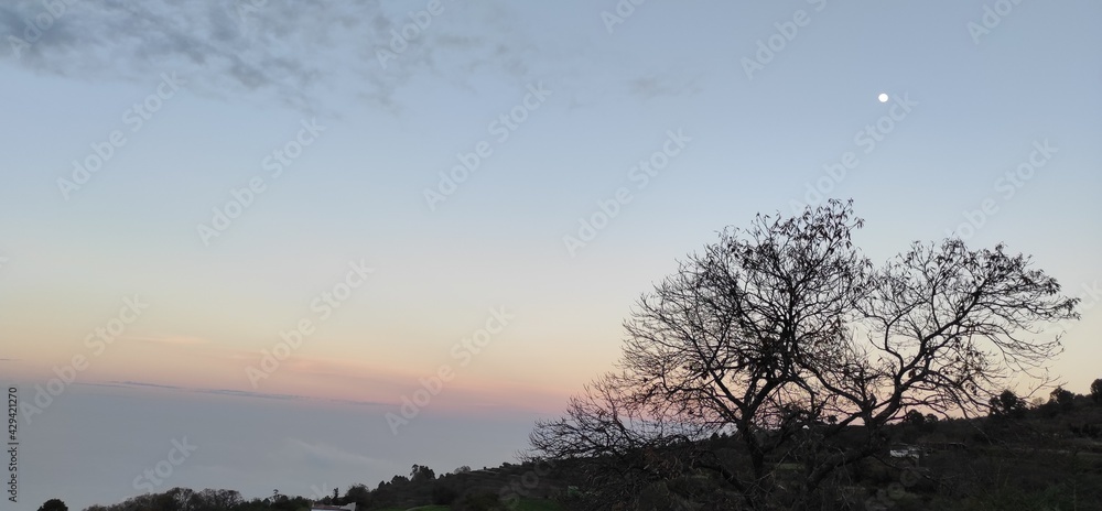 Obraz premium sunset in the forest